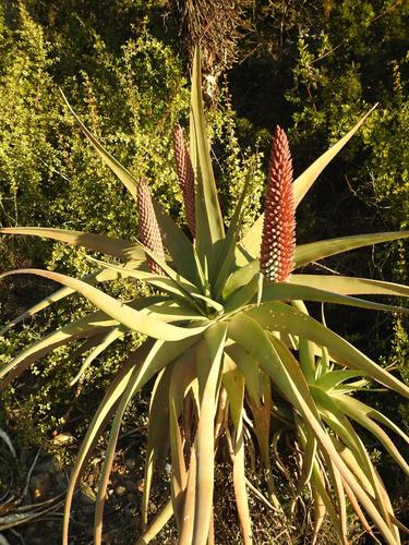 tilt-head aloe