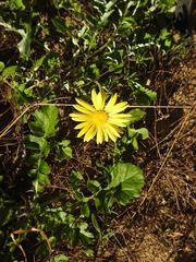 Arctotheca prostrata