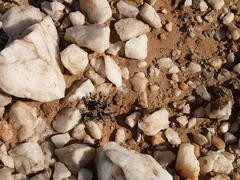 Portulacaria pygmaea