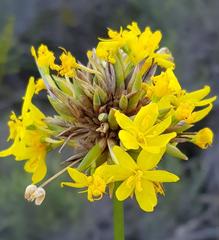 Bobartia orientalis orientalis
