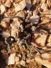 Monsonia multifida