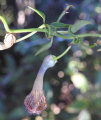 Ceropegia carnosa