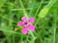 Microbotryum dianthorum