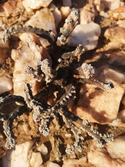 Monsonia multifida