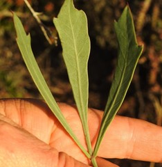 Cussonia gamtoosensis