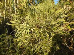 Cussonia gamtoosensis