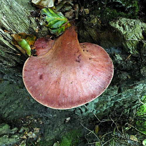Beefsteak Polypore