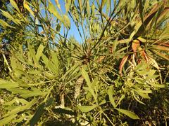 Cussonia gamtoosensis