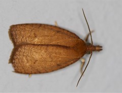 Sparganothis distincta