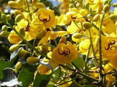 Senna viarum
