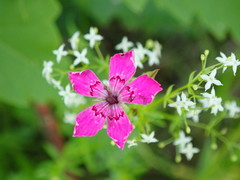 Microbotryum dianthorum