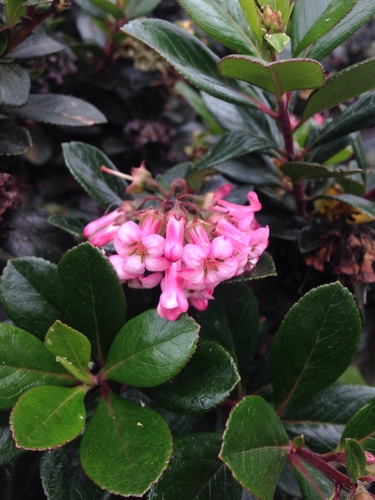 Escallonia laevis (Escallonia laevis)