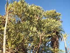 Cussonia gamtoosensis