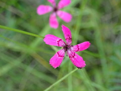 Microbotryum dianthorum