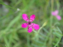 Microbotryum dianthorum