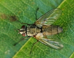 Solieria pacifica