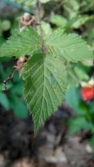 Rubus hirsutus