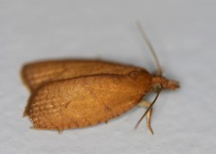 Sparganothis distincta