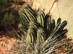 Euphorbia polygona