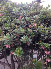 Escallonia laevis