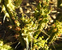 Euphorbia mammillaris