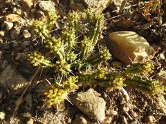 Euphorbia mammillaris
