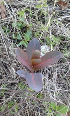Asclepias glaucescens