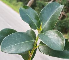 Ficus burtt-davyi