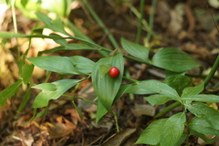Ruscus hypoglossum