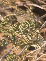 Tetraena