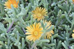 Malephora uitenhagensis
