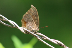 Anaea