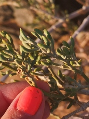 Tetraena