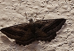 Rhoptria asperaria