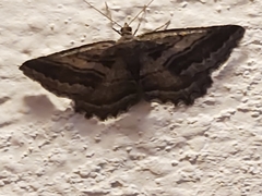 Rhoptria asperaria