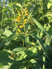Lysimachia vulgaris