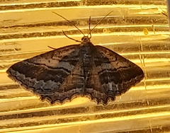 Rhoptria asperaria