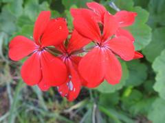Pelargonium inquinans