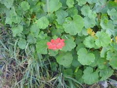 Pelargonium inquinans