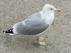 Larus argentatus