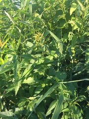 Lysimachia vulgaris