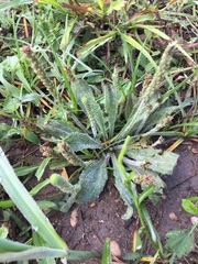 Plantago