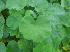 Pelargonium inquinans