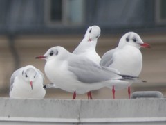 Chroicocephalus ridibundus