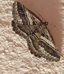 Rhoptria asperaria