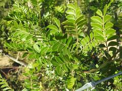 Ptaeroxylon obliquum