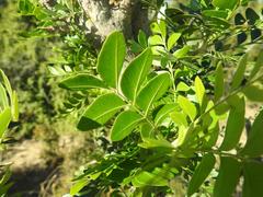 Ptaeroxylon obliquum