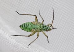 Oncotylus viridiflavus