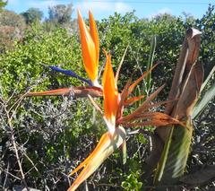 Strelitzia reginae reginae