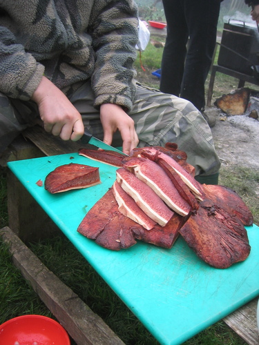 Beefsteak Polypore
